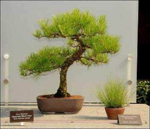 武汉盆景农博会