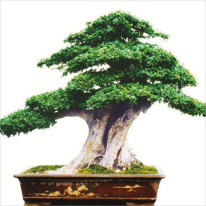 璜泾镇八幅盆景画完