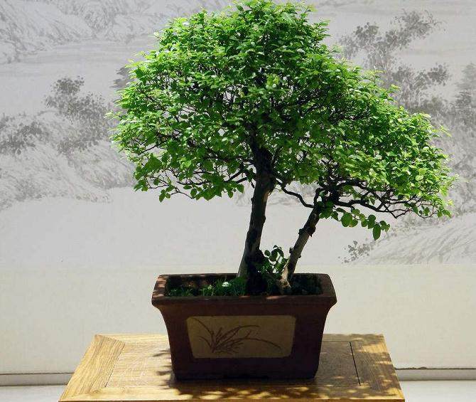 第二届中国盆景赏石博览会在陈村花卉世界拉开了序幕