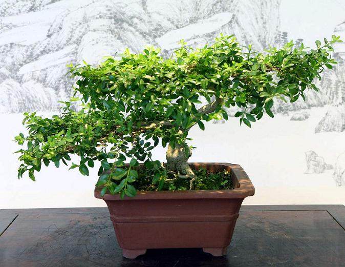 她做盆景已经有10个年头了 做了百余个盆景