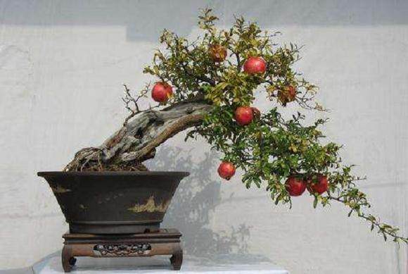 突尼斯商人寻求盆景栽培项目合作者