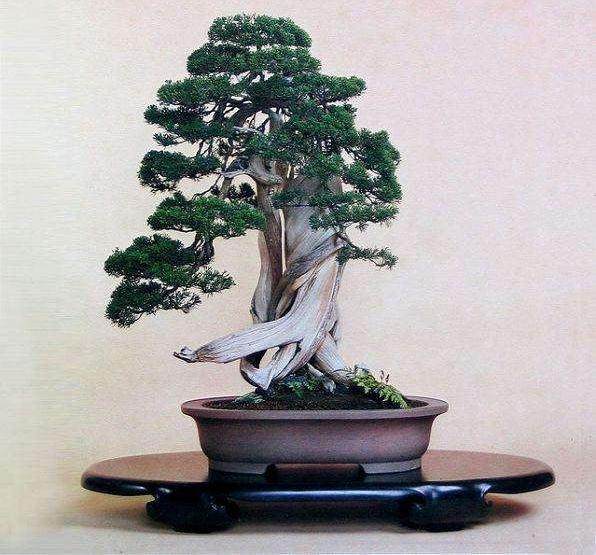 日本东京郊外有一个名为“盆景町”的小村子