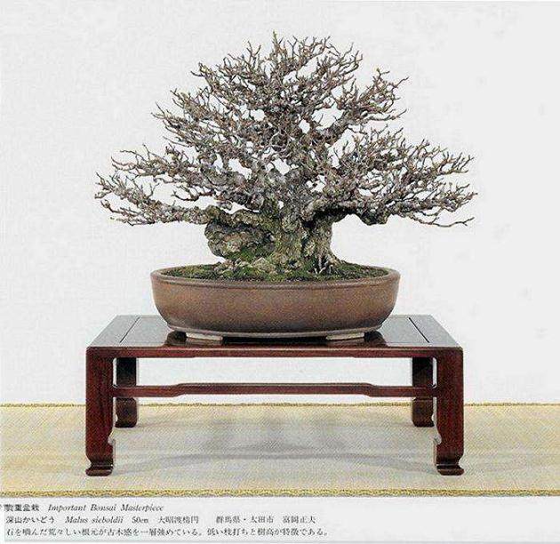 日本盆景协会认证讲师--冈山