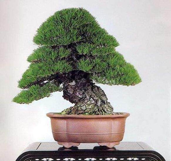 日本盆景原来是&ldquo;金陵派&rdquo;