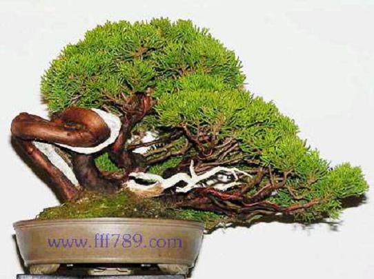 日本产业园盆景专题展馆是该项目的紧要造成一小块