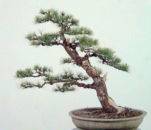 日本松树盆景为甚麽是蘑菇头