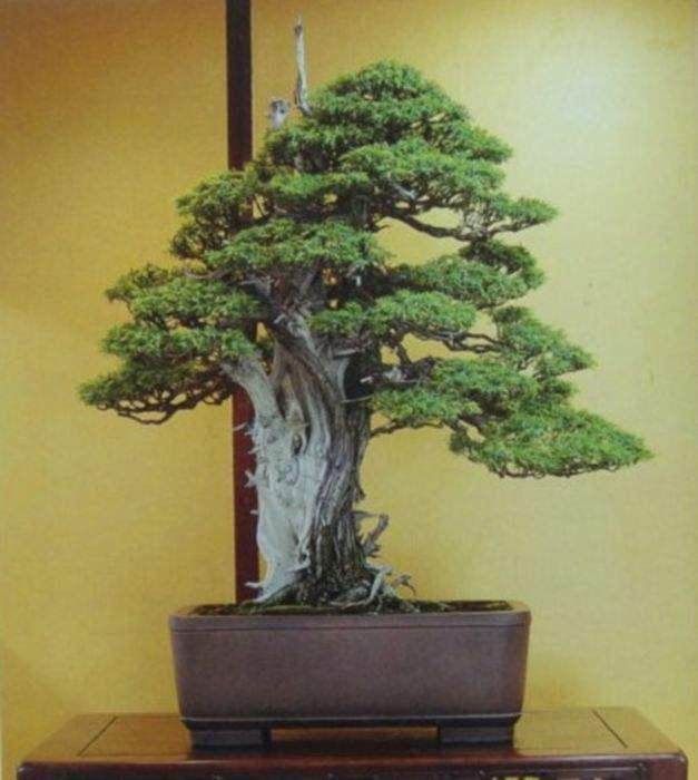 日本高松市以松树盆景为主 超过8成