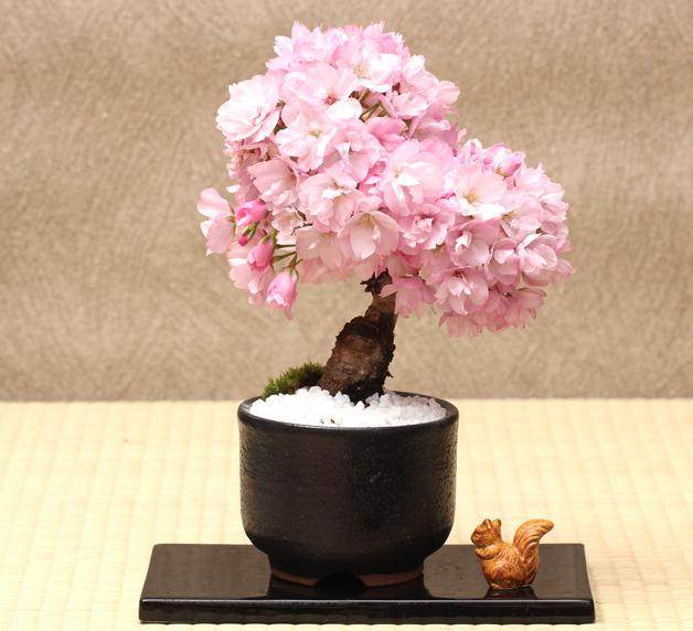 日本的樱化盆景