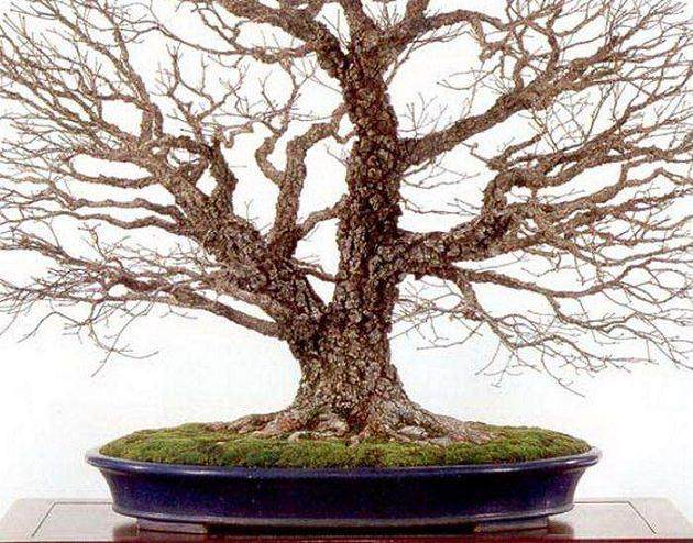 日本东京郊区的大宮盆景村