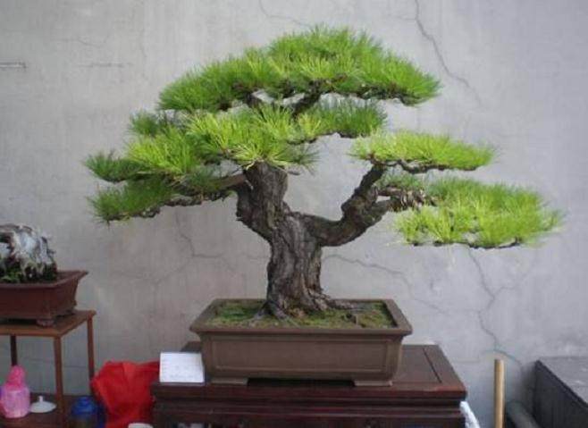 常州选送的盆景作品《幽》获得了全国展品类特别大奖