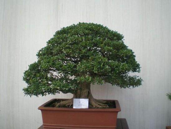 常州盆景协会成立20周年