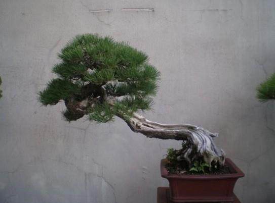 常州风荷景区正式建成了常州盆景区-静苑