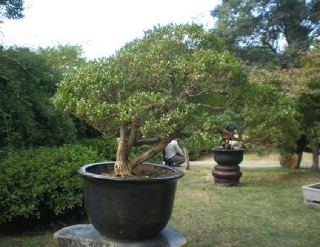 常州首家盆景大卖场开张了