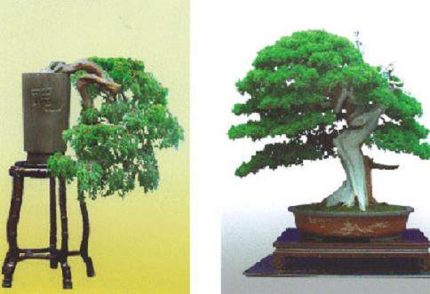 10节电池可换一个盆景 常州&ldquo;绿色当铺&rdquo;进社区