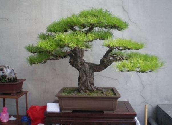 努力打造常州精品盆景