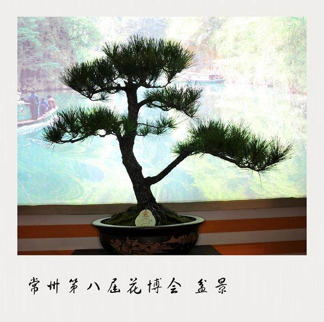 2009年常州市第十届职工职业技能大赛盆景工竞赛第一名