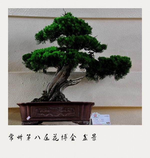 常州盆景事业正在发展和壮大