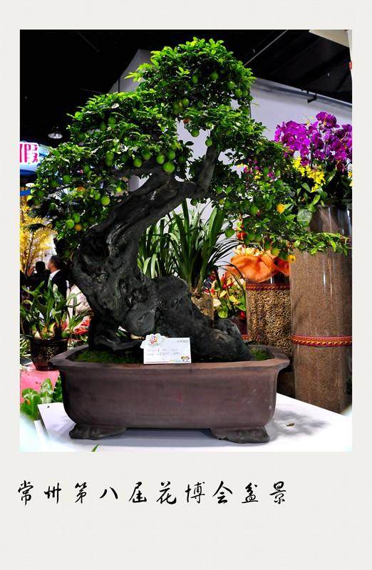 常州首家盆景大卖场