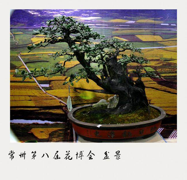 常州奇趣盆景园