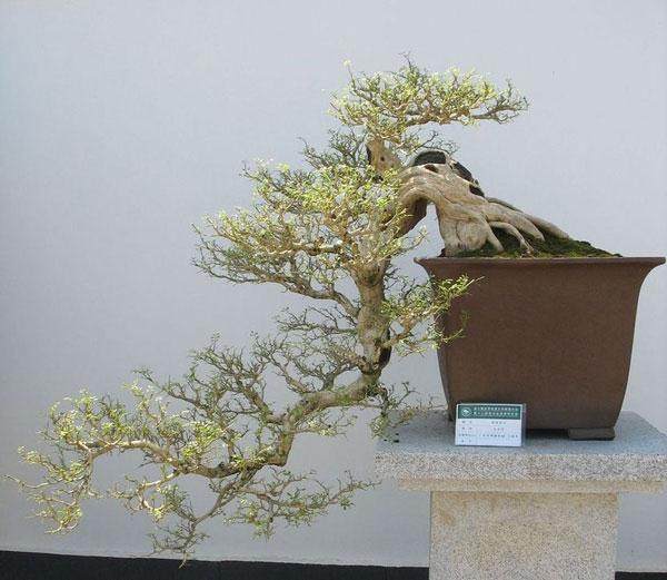 第二届常州盆景精品展在尧塘公路花园举行