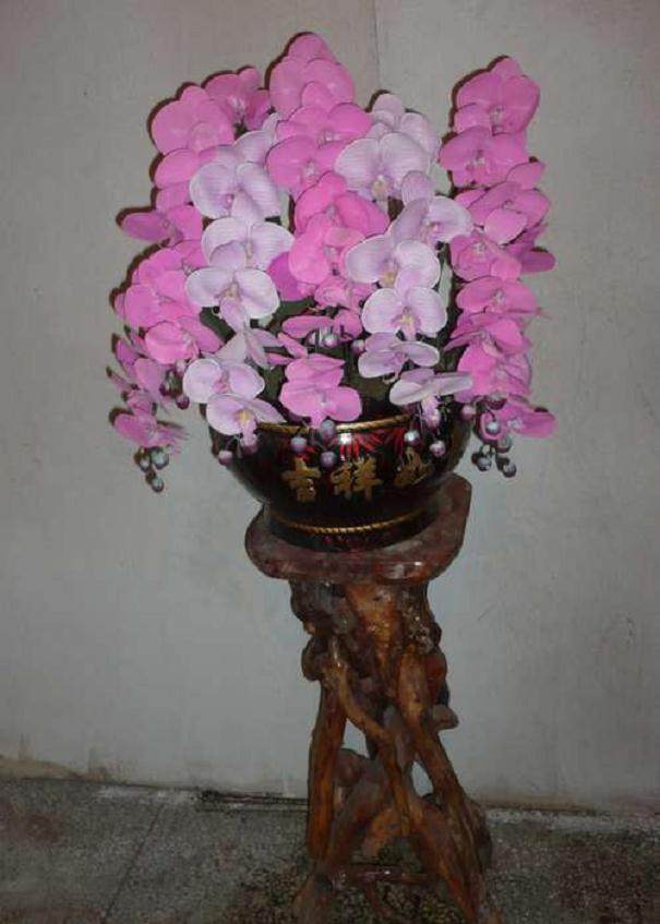 常州首获台湾盆景进口特许