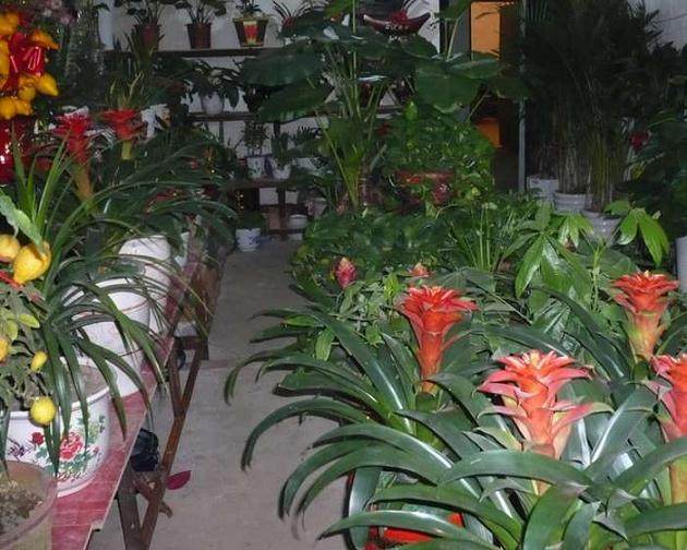 蓬勃发展的常州盆景业