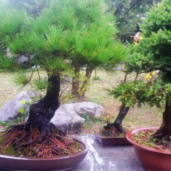 青浦区举办家庭盆景艺术展览