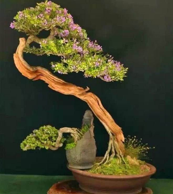 3亿元打造中国盆景大观园