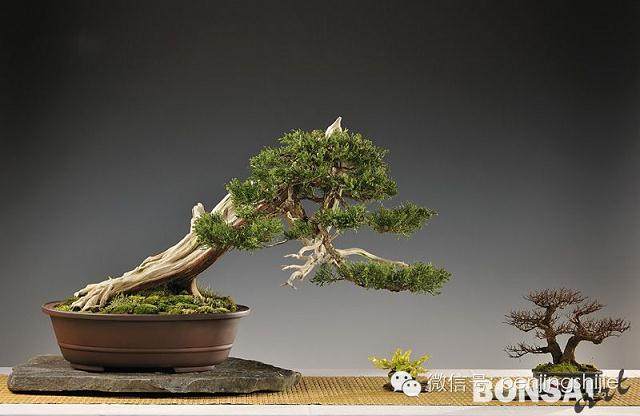 嘉定古猗园举办盆景展