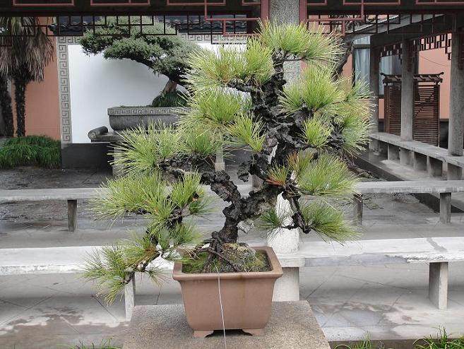 嘉定区举办盆景制作技能讲座