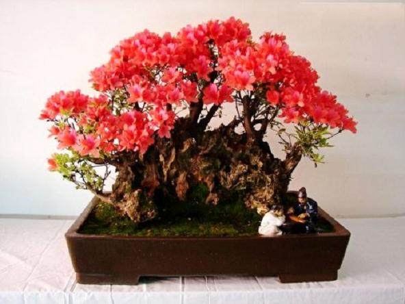 盆景精品将赴京迎奥运