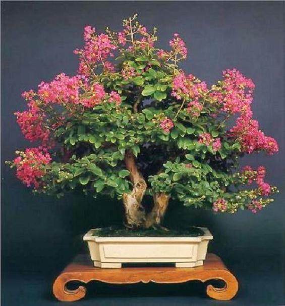 盆景参展被烈日灼伤