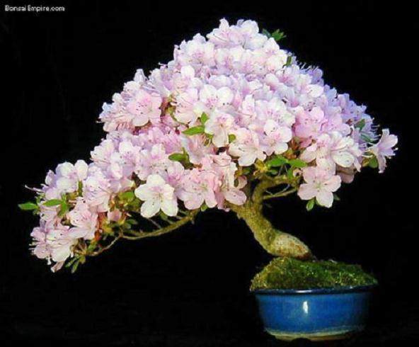 樵山将建大盆景