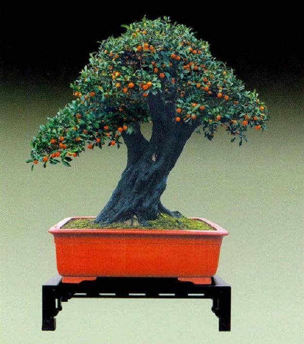 在观果类盆景中,金弹子是非常常用的品种之一