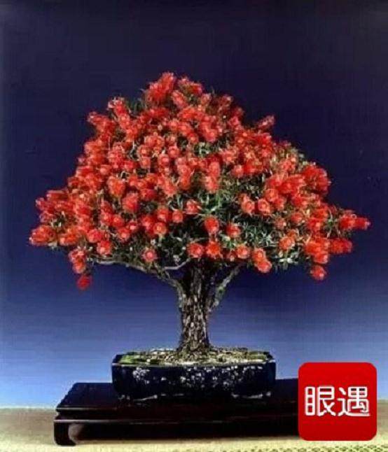 渭南市富平县水果小盆景成就大产业