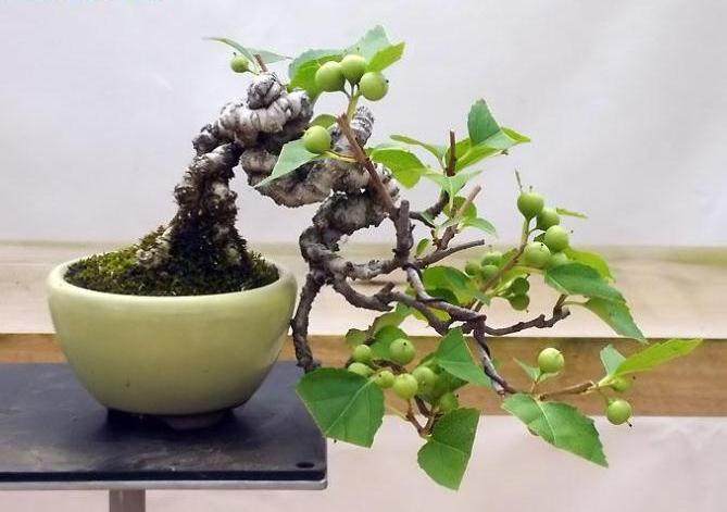 中国特色商品博览交易会上掀起的一股“水果盆景”热