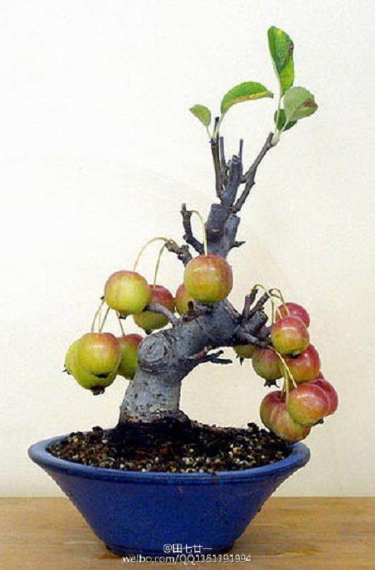 国庆长假游天香园可获水果盆景