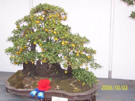 野生水果欧李微中型盆景周年栽培技术