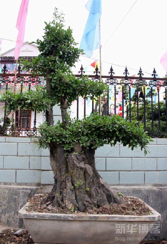 建始建成中华文母盆景长廊