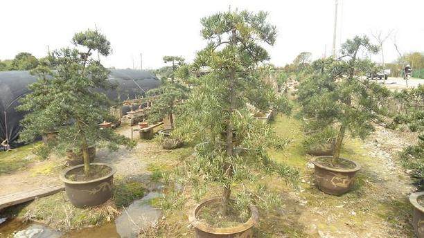 从全盆景展看乐从人