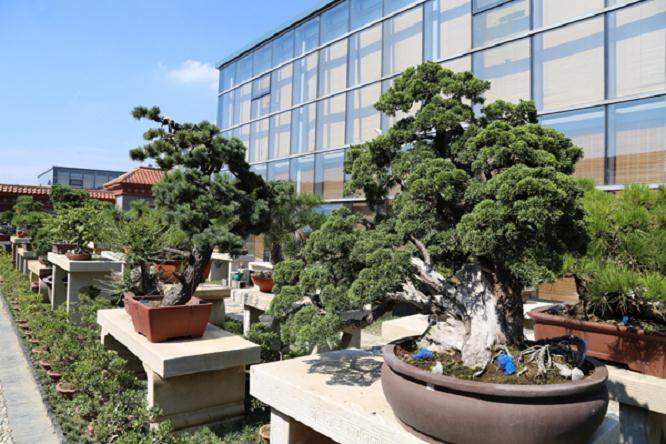 盆景似嫦娥 挥裳欲奔月