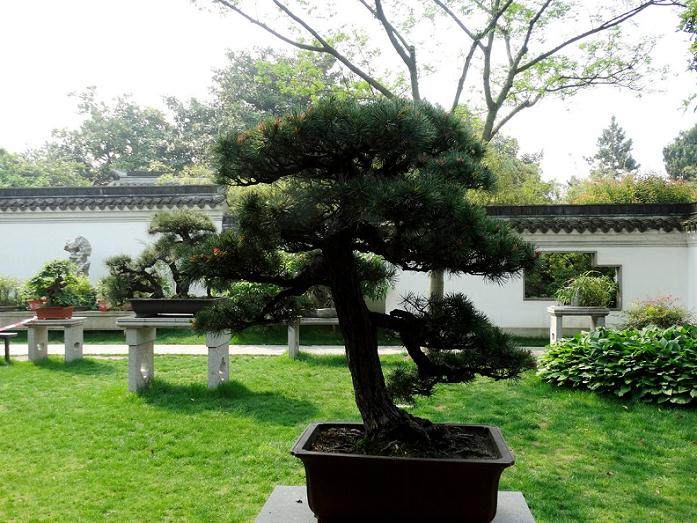 竹石盆景亮相古猗园