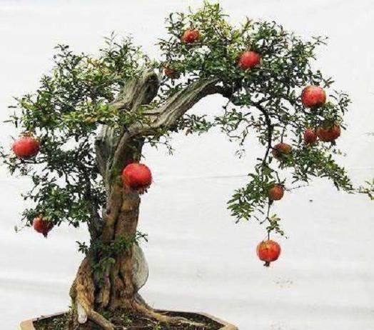 河北同兴果树盆景基地