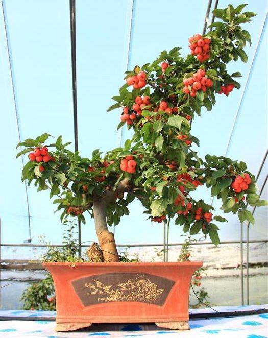 公园果树盆景赴五地参展