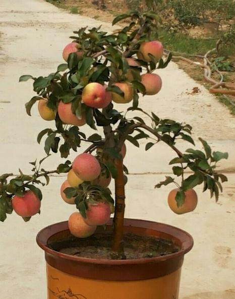 郑州盆景协会举办冬季盆景展销会