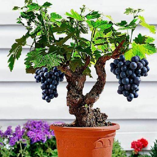 浅析果树盆景栽培技术