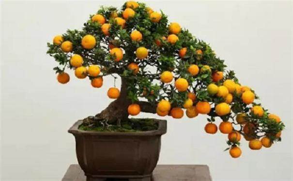 果树盆景栽培技术（五） 果树盆景的浇水