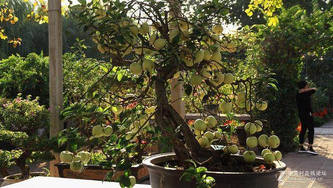 金秋果树盆景展 在安阳市三角湖公园启幕