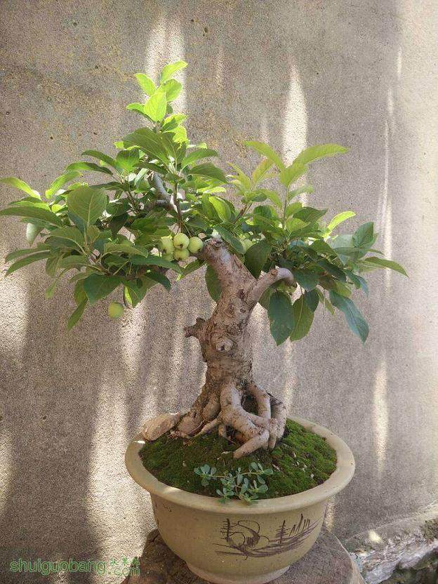 既能赏花又能尝果的盆栽果树受到了阜新市民的青睐