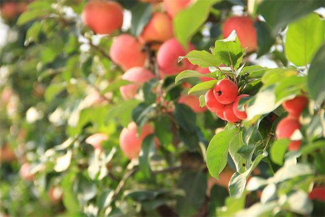 盆栽果树植株大小的不同在100元~800元之间
